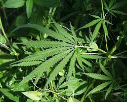 L’Allemagne ouvre la voie à une légalisation du cannabis à usage récréatif Canabis