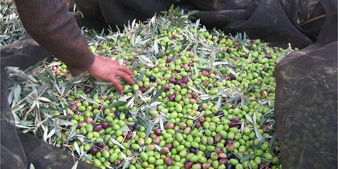 Sefrou : La filière oléicole, acteur clé du développement local malgré les défis olives trt oleiculture flash 0 1