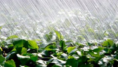 Agriculture: impact positif des dernières pluies