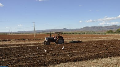 Figuig : Réunion d'examen des développements de la situation des terres agricoles au nord de l'Oued "El Arja"