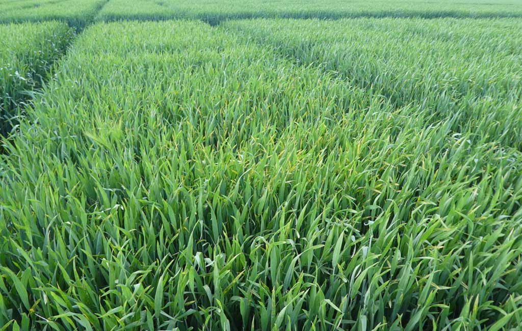 L’INRA développe de nouvelles variétés céréalières