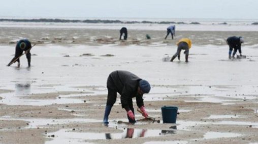 Agadir : Interdiction de la récolte et la commercialisation des coquillages issus de la zone Tamri-Cap Ghir 1 COQUILLAGES 1 e1653927250743