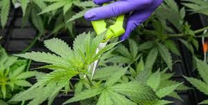 ANRAC: 10 autorisations d’exercice des activités de transformation du cannabis 1 Cannabis e1664963239942