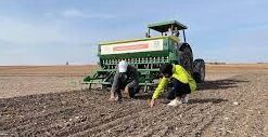 "UM6P-Al Moutmir" semis-direct: plus de 25.000 ha ciblés en 2022-2023 (OCP) 1 Al Moutmir e1668973730745