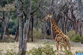 Girafes e1668858997861