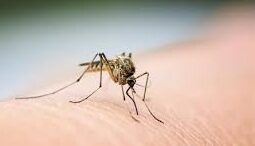 Dengue : augmentation des cas autochtones en France 1 Maladie dengue e1669653528977