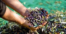 Olive Agric e1669069047140
