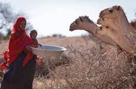 Grave sécheresse dans la Corne de l'Afrique: l'ONU tire la sonnette d'alarme 1 Sechresse Corne Africain e1668888878131