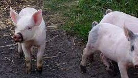 La grippe porcine détectée dans toutes les régions de Russie (autorités sanitaires) 1 Pigg Grippe e1672232772309