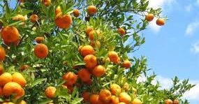 Argumes Maroc e1673727172125