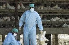 Grippe Aviaire e1674645973741