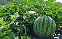 Guelmim-Oued Noun: la culture de la pastèque et du melon désormais interdite 1 Pasteque e1674474039716