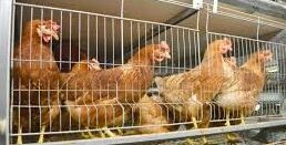 Une agence européenne recommande de bannir l'élevage en cage des volailles 1 Elevage en Cage e1677147613803
