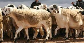 Salon delevage e1675246591473