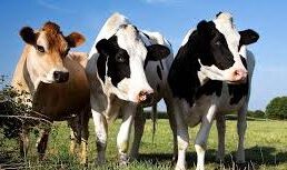 Mohamed Sadiki: nous visons l'importation de 35.000 vaches avant Ramadan 1 vaches importer e1676464356251