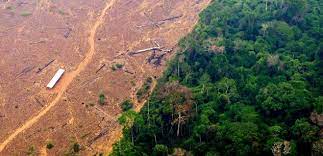 L'UE vote la fin des importations de produits issus de la déforestation 1 Deforestation