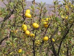 Arganier: une augmentation de 50% de la part de l'huile d'argan conditionnée d'ici 2030 1 Arganier