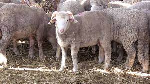 Merinos Espagnol