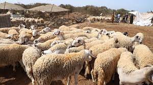 Aïd Al-Adha: identification de 6,9 millions de têtes jusqu'au 27 juin 1 Eid Adha 23