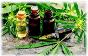 cannabis