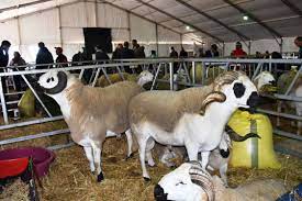 la viande ovine marocaine