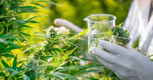 Legalisation du cannabis