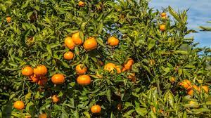 1.200 saisonniers marocains attendus en Corse pour la récolte des clémentines 1 Recolte Clementines