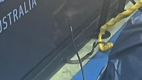ATP - Brisbane: un match des qualifications interrompu par un... serpent! 1 Serpent sur le court a Brisbane 1776500