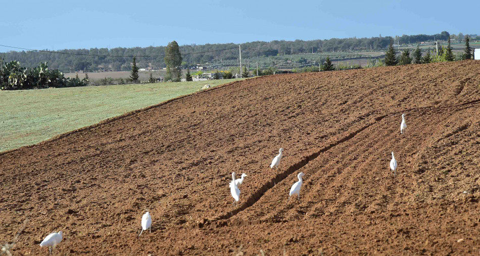 L'UNESCWA définit l'impact du changement climatique sur la migration et l'agriculture au Maroc 1 agriculture labourer la terre 3494 1663164473