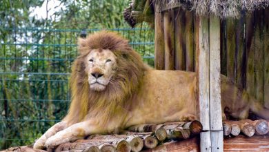zoo jardin zoologique de rabat 7501 1640773860