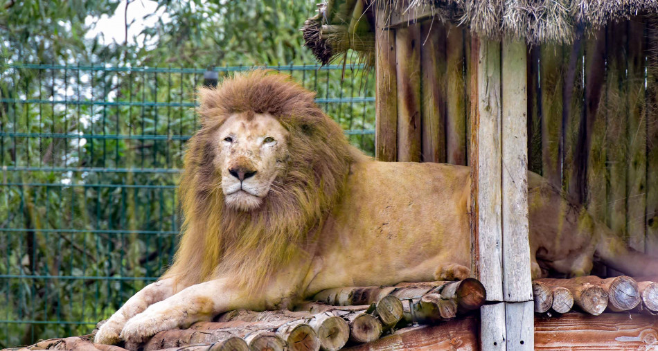 Apparition du lion de l'Atlas : l'Agence nationale des Eaux et Forêts met fin à la controverse 1 zoo jardin zoologique de rabat 7501 1640773860