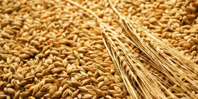 La Russie approvisionne le Maroc en blé 1 ble tendre
