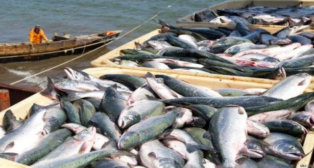 Ports situés sur la Méditerranée : Hausse des débarquements de pêche en janvier 1 peche270519