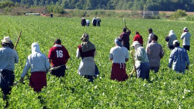travailleurs ouvriers agricoles 7