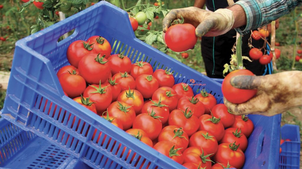 Tomates