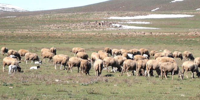 Soutien agricole: distribution d'orge subventionnée à Fès-Meknès 1 cheptel 027 tt tt