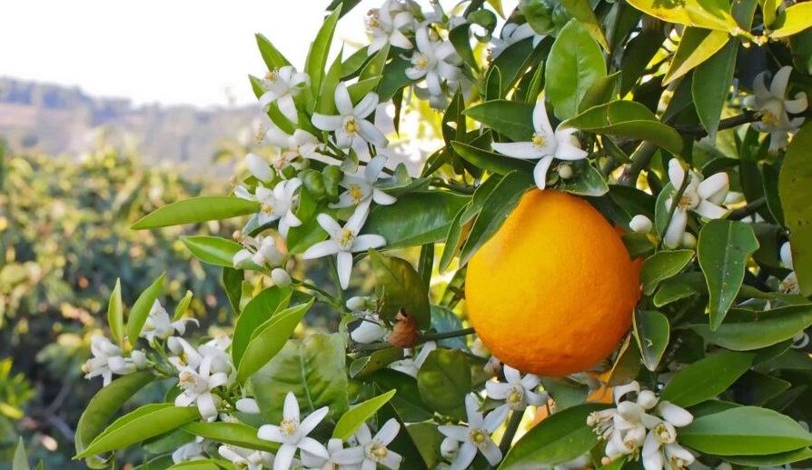 Le Moussem de la fleur d’oranger de Marrakech aura lieu du 16 au 26 mars 1 fleur doranger 1710256395