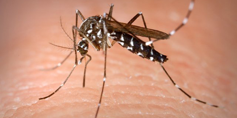 moustique nil occidental 800