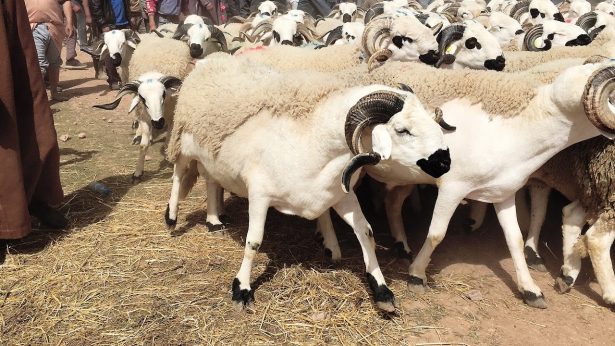 Approvisionnement en ovins d'importation : mise en place d’un dispositif de subvention du 15 mars au 15 juin 1 mouton adha 210718