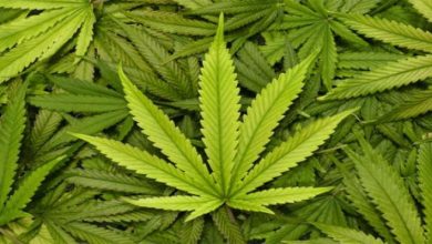 cannabis 24