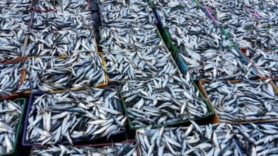 sardines