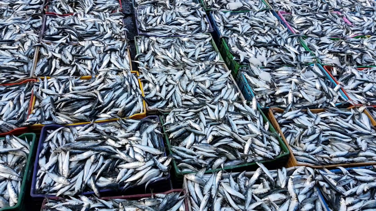 sardines