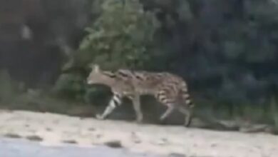 serval tanger