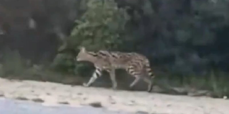 serval tanger