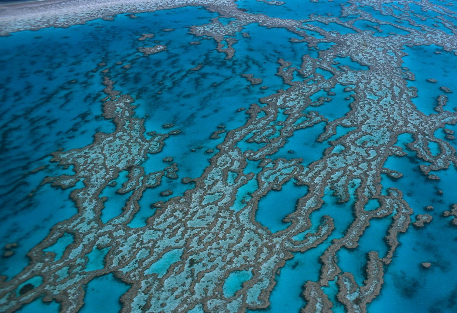 Australie: La Grande barrière de corail subit son pire épisode de blanchissement 1 vis 0417202409290115