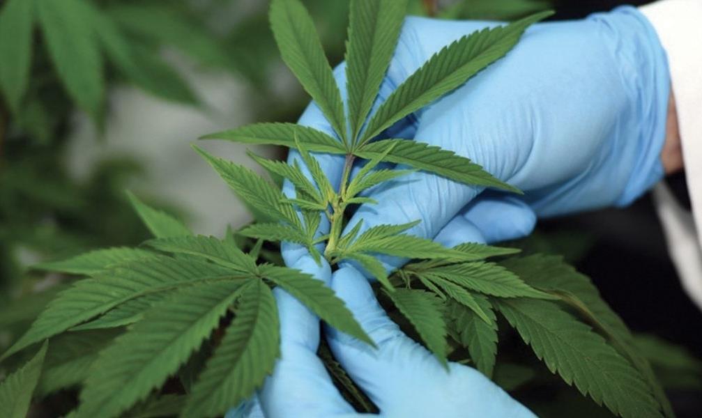 Usages licites du cannabis : 2.905 autorisations délivrées jusqu’au 23 avril courant par l'ANRAC 1 vis 0424202423374291