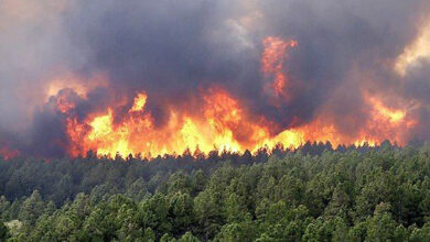 incendie foret