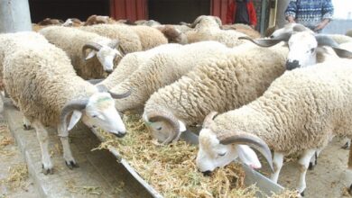 mouton