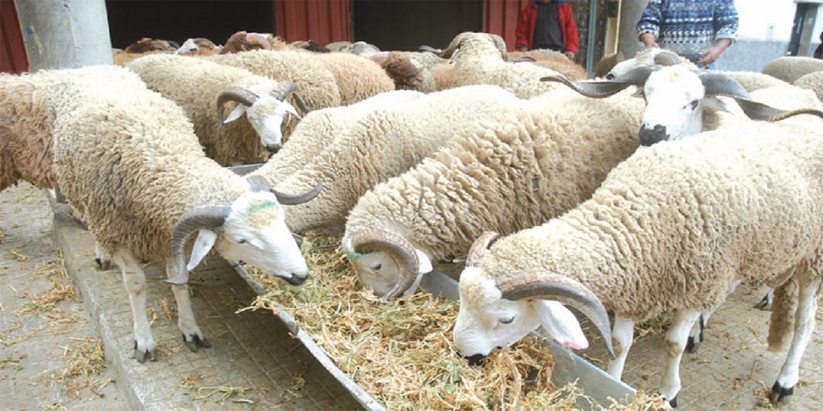 mouton
