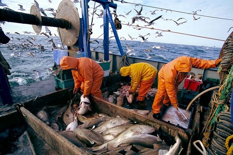 Pêche côtière et artisanale : baisse de la valeur des produits commercialisés de 4% à fin juin 1 peche12
